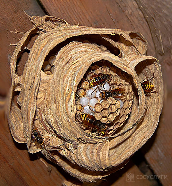 Шершень обыкновенный гнездо фото